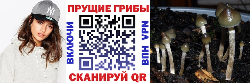 Купить где  Мегион  Псилоцибиновые грибы прущие грибы 
